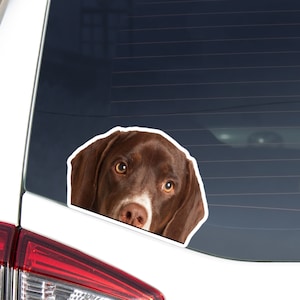 Liver English Pointer Car Decal Sticker / Peeking Realistic Dog Head / Vinyl Waterproof Removable Outdoor / Bumper Window Laptop Phone