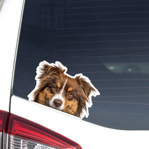 Peeking Australian Shepherd Car Sticker Decal / Red Tan&Tricolor Aussie Dog Head / Vinyl Waterproof Removable Outdoor / Window Bumper Laptop