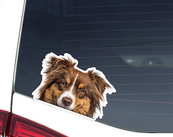 Australian Shepherd Car Decal: Peeking Red Tan&Tricolor Aussie Sticker