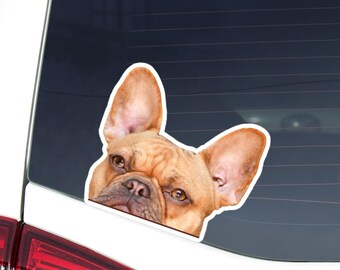 French Bulldog Car Decal: Peeking Tan Frenchie Dog Waterproof Sticker
