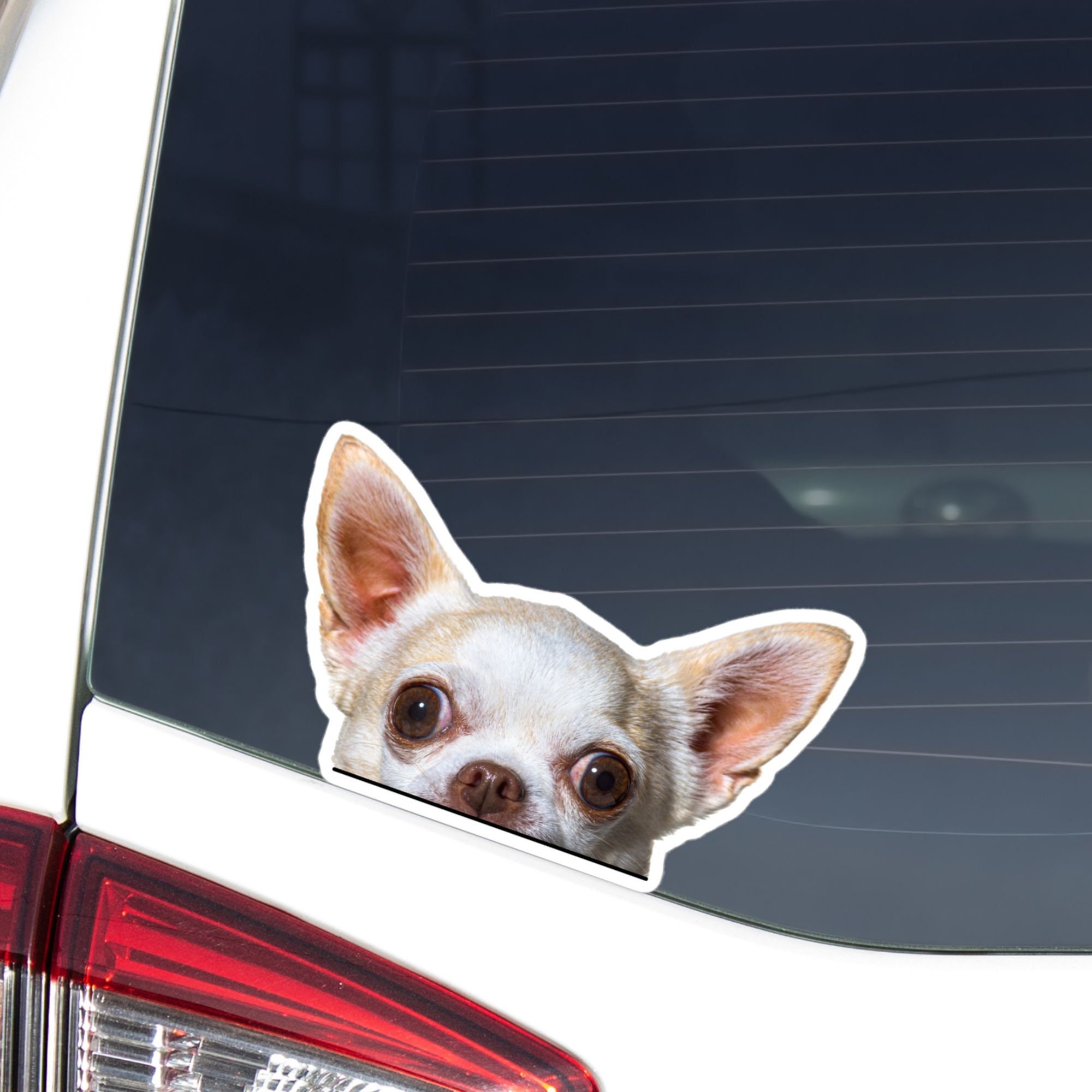 Peeking Chihuahua Car Decal: Peeking Fawn & White Dog Sticker - Etsy