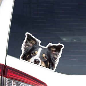 May include: A black and white border collie dog peeks out from behind a car window. The dog's head and ears are visible, with a curious expression on its face.
