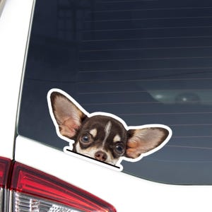 Chihuahua Car Decal Sticker / Peeking Realistic Chocolate & White Puppy Dog Head Face / Vinyl Waterproof Removable Outdoor / Bumper Window