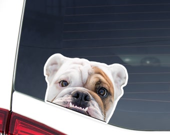 English Bulldog Car Decal, Peeking Fawn & White Dog Waterproof Sticker