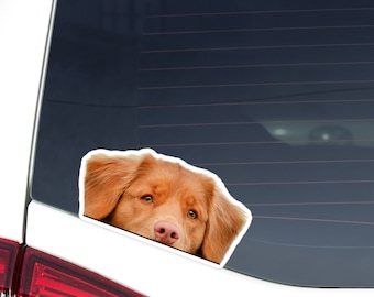 May include: A car window sticker featuring a close-up of a brown dog's face. The dog has floppy ears, a pink nose, and is looking forward. The sticker is white-bordered and is affixed to the rear window of a white vehicle.