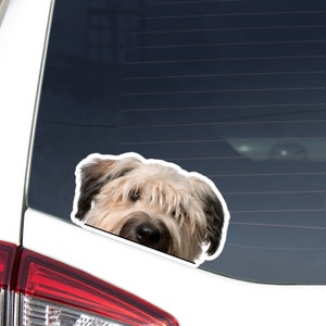 Bouvier des Flandres Car Decal Sticker / Peeking Realistic Fawn Dog Head Face / Vinyl Waterptroof Removable Outdoor / Bumper Window Laptop