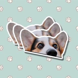 Tricolor Corgi Car Sticker Decal / Peeking Welsh Tri Corgi Head / Vinyl Waterproof Removable Outdoor / Window Bumper Laptop Bottle image 2