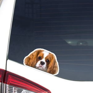 Cavalier King Charles Spaniel Car Decal Sticker / Peeking Blenheim Dog Head / Vinyl Waterproof Removable Outdoor / Bumber Window Laptop