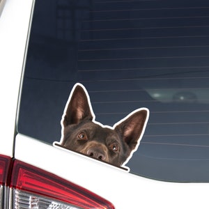 Australian Kelpie Car Sticker Decal / Peeking Chocolate Dog / Realistic Head Face Window Bumper / Vinyl Waterproof Removable Outdoor