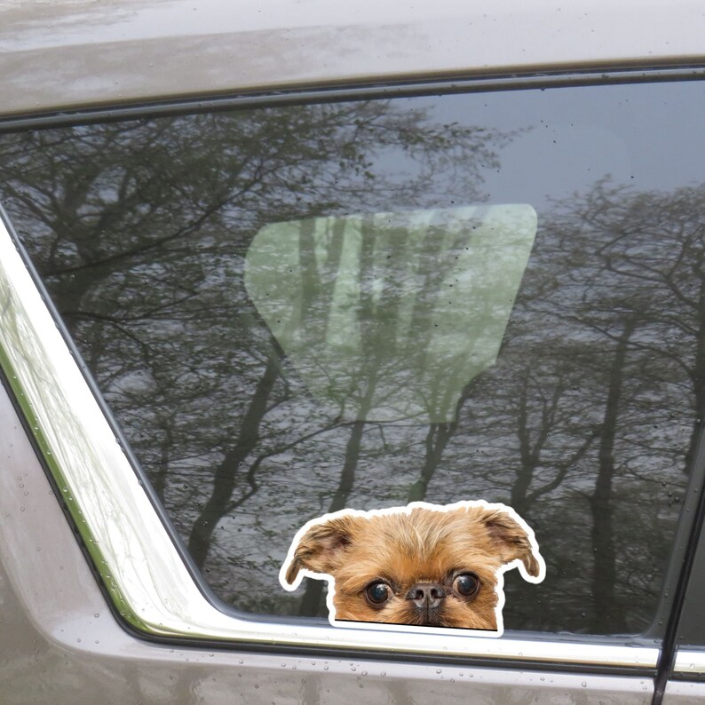 Peut inclure: Un chien Griffon Bruxellois brun et fauve regarde par la fen&ecirc;tre d'une voiture. Les yeux du chien sont grands ouverts et sa langue est l&eacute;g&egrave;rement sortie.