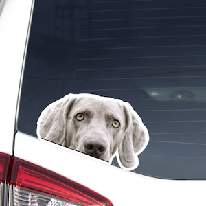 Light Gray Weimaraner Car Decal Sticker / Peeking Realistic Weimaraner Dog Head / Vinyl Waterproof Removable Outdoor / Bumper Window Laptop