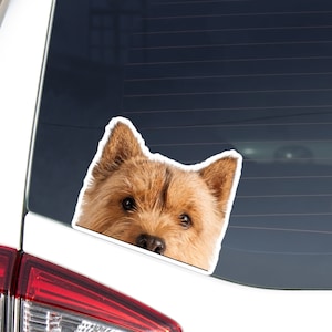 以下が含まれることがあります： ふわふわの毛並みの茶色と白の犬が車の窓から顔を出しています。犬の頭と耳が見え、好奇心旺盛な表情をしています。