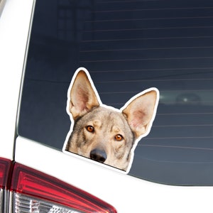 Czechoslovakian Wolfdog Car Decal Sticker / Peeking Vlcak Cane Lupo Cecoslovacco Head / Vinyl Waterproof Removable Outdoor / Bumper Window