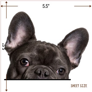 May include: Close-up of a French Bulldog's face, featuring a dark gray coat and large, upright ears. The dog's eyes are dark and expressive. The sheet size is 5.5 inches by 5.5 inches.