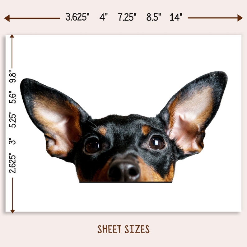 May include: A black and brown dog with large ears peeks over the edge of a white surface. The dog's eyes are wide open and looking directly at the camera. The dog's nose is black and wet. The dog's ears are brown and floppy. The dog's fur is short and smooth. The dog's tongue is slightly sticking out. The dog's tail is curled up. The dog is looking playful and curious.