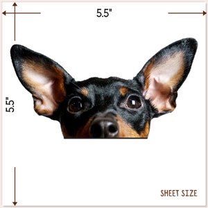 May include: A black and brown dog with large ears peeks over a white surface. The dog's eyes are wide open and looking directly at the camera. The dog's nose is black and wet. The dog's ears are brown and floppy. The dog's fur is short and smooth. The dog is 14 cm tall and 14 cm wide.
