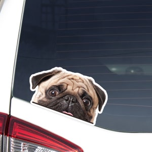 Puede incluir: Un perro pug marrón y blanco asomándose por la ventana de un coche. El perro tiene una expresión juguetona en su rostro y su lengua está fuera.