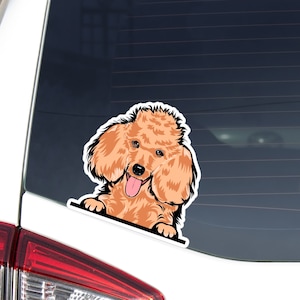 Peeking Poodle Car Decal Sticker / Apricot-Red Poodle Dog Head / Vinyl Waterproof Removable Outdoor / Bumper Window Laptop Bottle