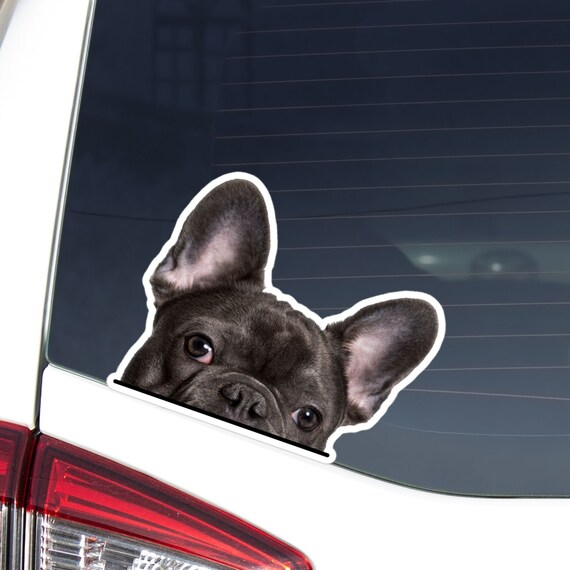 French Bulldog Car Decal: Peeking Black Frenchie, Waterproof Vinyl Sticker