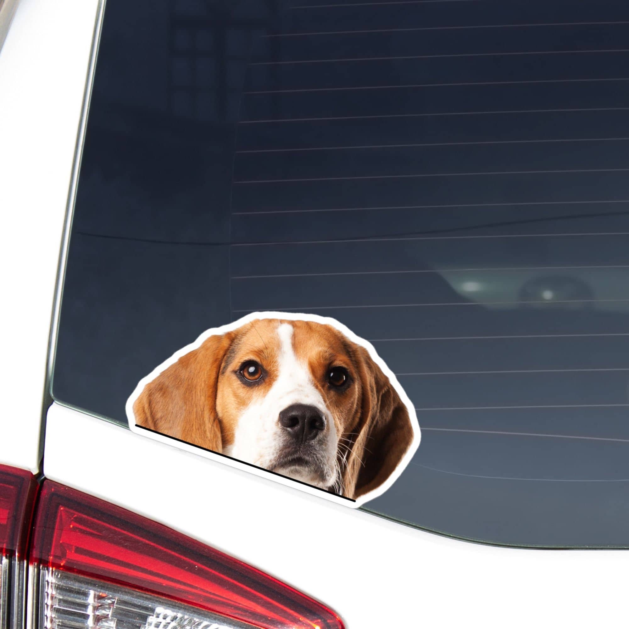 Peeking Beagle Car Sticker Decal / Realistic Peek-a-Boo Dog Head Face / Vinyl Waterproof Removable Outdoor / Window Bumper Laptop