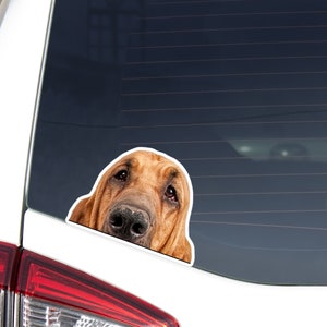 Bloodhound Car Decal Sticker / Peeking Black Tan Bloodhound Dog Head / Vinyl Waterptroof Outdoor Removable / Bumper Window Laptop Phone