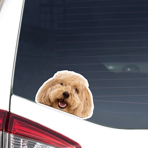 Apricot Maltipoo Car Sticker Decal / Peeking Realistic Maltipoo Dog / Vinyl Waterproof Removable Outdoor / Bumper Window Laptop Phone