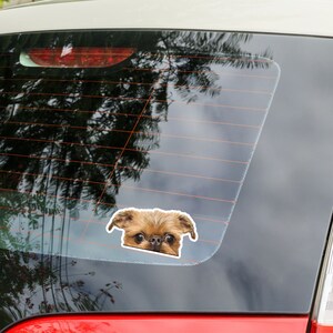 Peut inclure: Un chien griffon bruxellois brun et noir qui regarde par la fen&ecirc;tre d'une voiture. Le chien a une tache blanche sur la poitrine et un nez noir.
