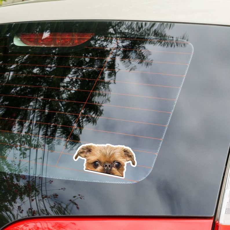 Peut inclure: Un chien griffon bruxellois brun et noir qui regarde par la fen&ecirc;tre d'une voiture. Le chien a une tache blanche sur la poitrine et un nez noir.