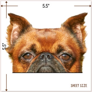 Op de afbeelding: Close-up van het gezicht van een bruine en zwarte Brusselse Griffon. De hond kijkt recht in de camera met zijn oren omhoog. De afbeelding is 14 cm bij 14 cm.