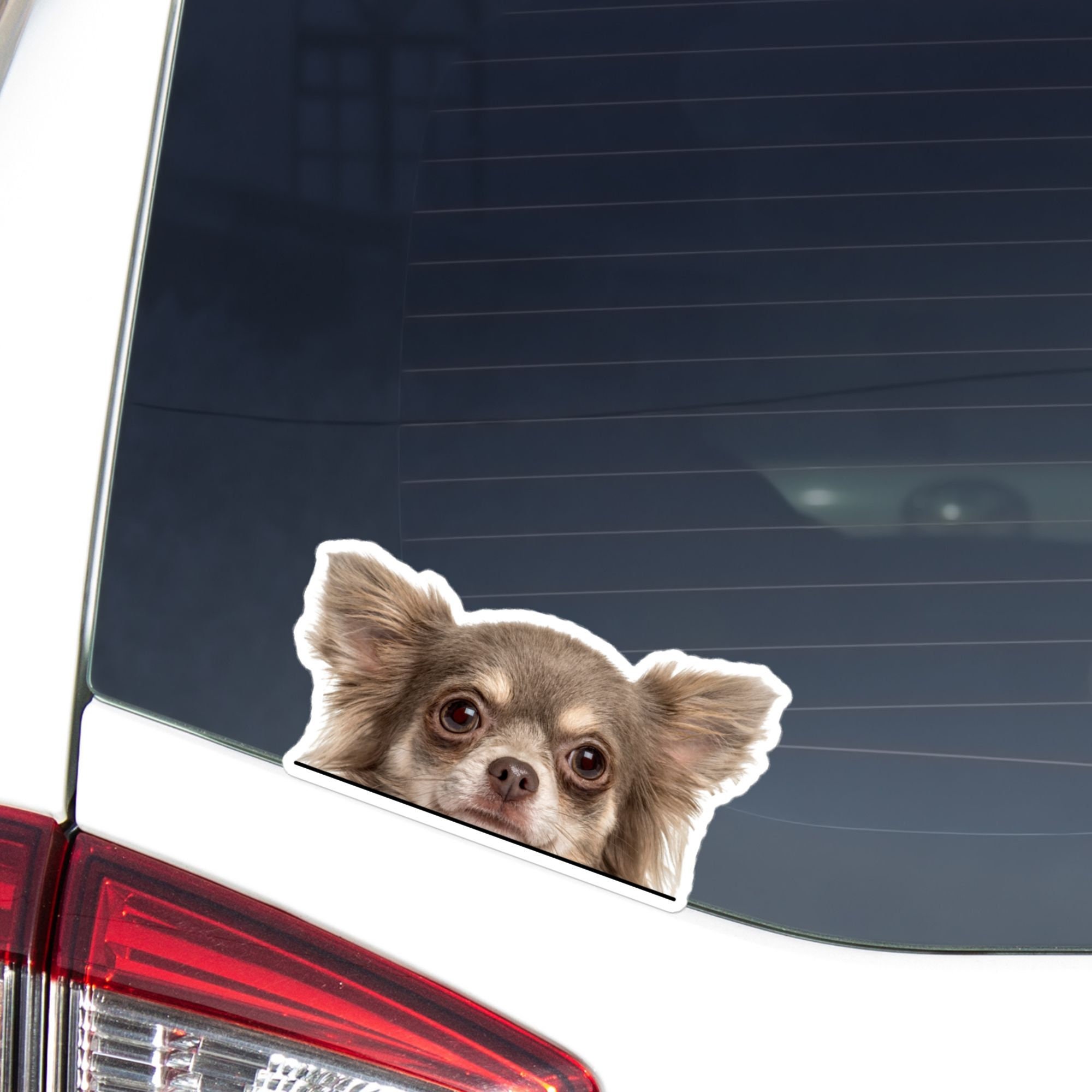 C*a様 Chihuahuaページ Peeking Chihuahua Car Decal: Chocolate & White Longhaired Dog