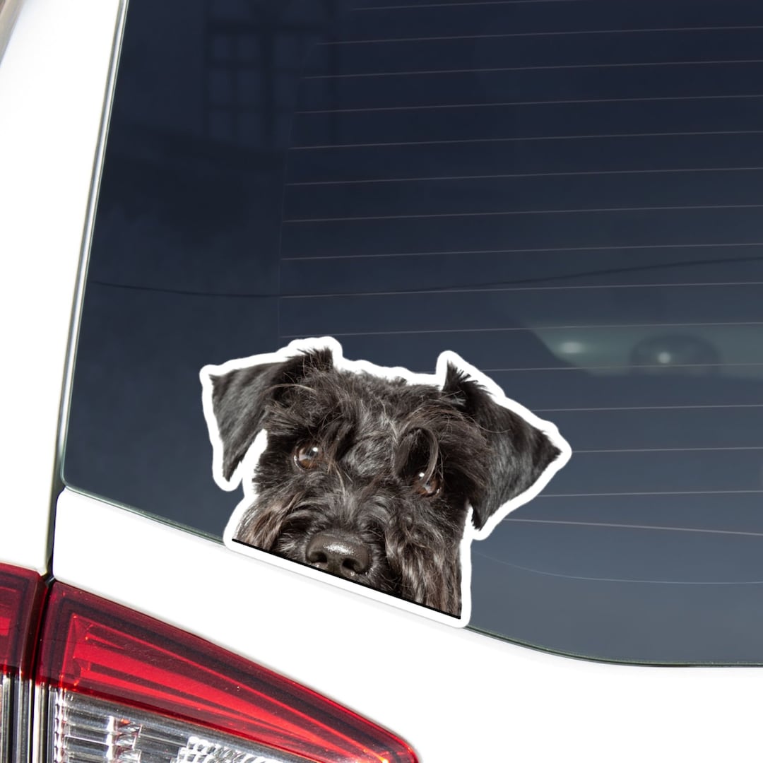 Black Miniature Schnauzer Car Decal Sticker / Peeking Realistic Dog
