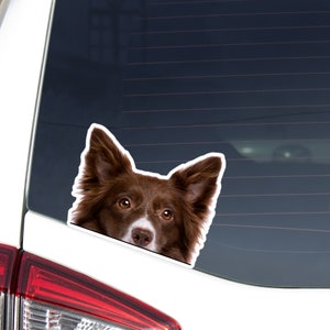 May include: A brown and white border collie dog peeks out from behind a car window. The dog's head and ears are visible, and it has a curious expression on its face.