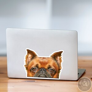 Op de afbeelding: Een bruine en zwarte Brusselse Griffon die over het scherm van een laptop kijkt.