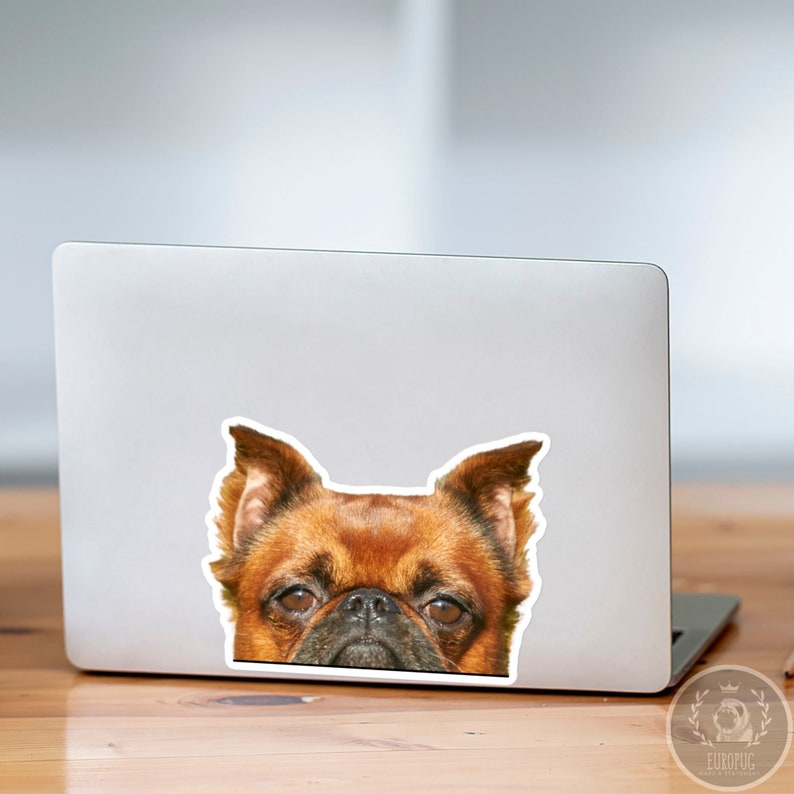 Op de afbeelding: Een bruine en zwarte Brusselse Griffon die over het scherm van een laptop kijkt.