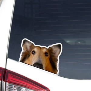 Sable Rough Collie Car Sticker Decal / Peeking Realistic Scottish Collie Dog Head / Vinyl Waterproof Removable Outdoor /Window Bumper Laptop
