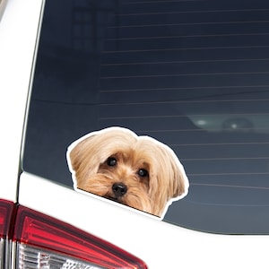 Yorkshire Terrier Car Sticker Decal / Peeking Realistic Yorkie Dog Head / Vinyl Waterproof Removable Outdoor / Window Bumper Laptop Phone