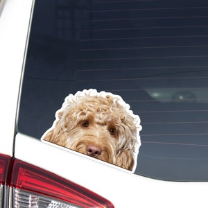 以下が含まれることがあります： 茶色と白の巻き毛の犬が車の窓から顔を出しています。犬の頭と肩が見え、好奇心旺盛な表情をしています。