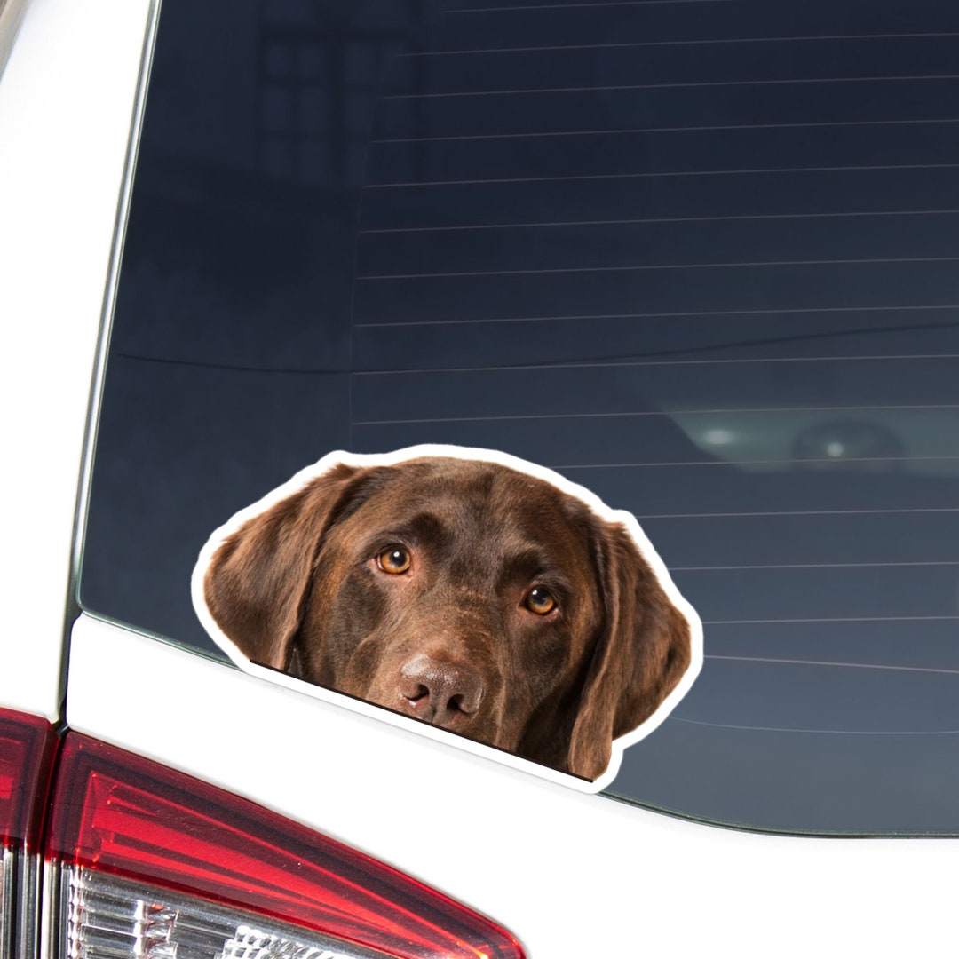 Peeking Labrador Car Decal Sticker / Chocolate Labrador Dog Head