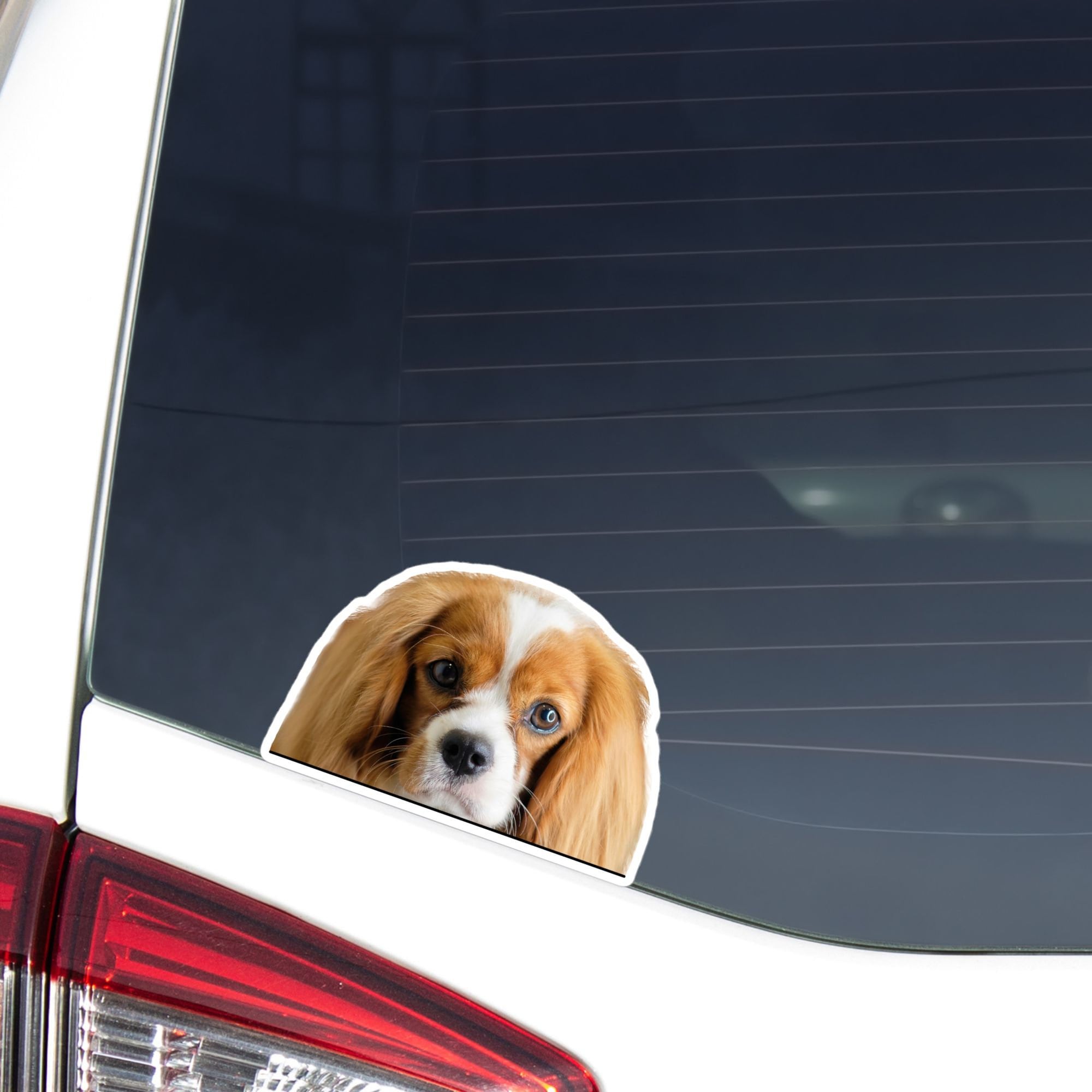 Cavalier King Charles Spaniel Car Decal Sticker - Blenheim Peeking Dog ...