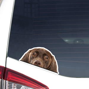 May include: A brown and white dog peeks out from behind a car window. The dog's head and ears are visible, and its eyes are looking directly at the camera.