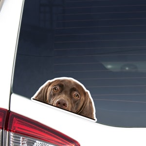 Liver German Shorthaired Pointer Car Sticker Decal / Peeking Realistic Dog Head / Vinyl Waterproof Removable Outdoor / Bumper Window Laptop