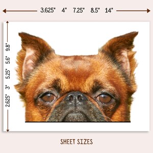 Op de afbeelding: Close-up van het gezicht van een bruine en zwarte Brusselse Griffon. De hond kijkt recht in de camera. De afbeelding is 9,8 inch hoog en 14 inch breed.