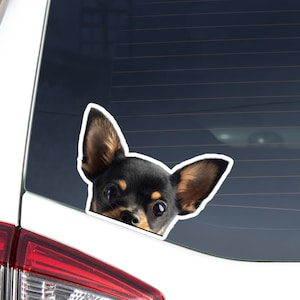 Peeking Chihuahua Car Decal Sticker / Realistic Black Red Chihuahua Head Dog Vinyl Waterproof Outdoor Removable / Bumper Window Laptop