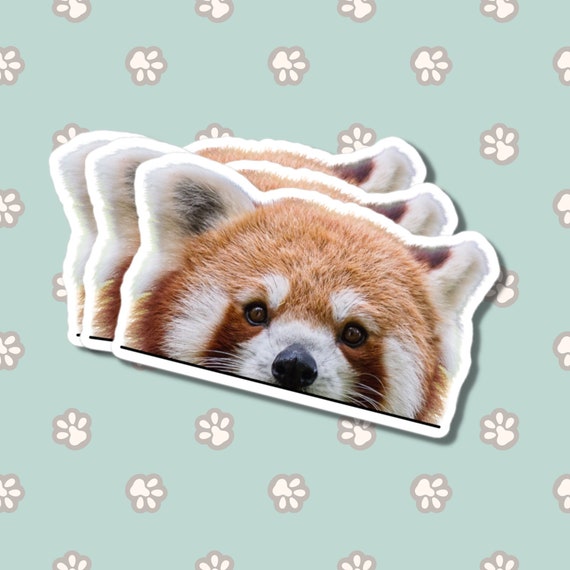 Peeking Red Panda Car Sticker / One Decal Kawaii Cute Etsy