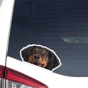 Peeking Brittany Spaniel Car Decal Sticker / Realistic Tricolor Dog Head / Bumper Window Laptop / Vinyl Waterproof Removable Outdoor
