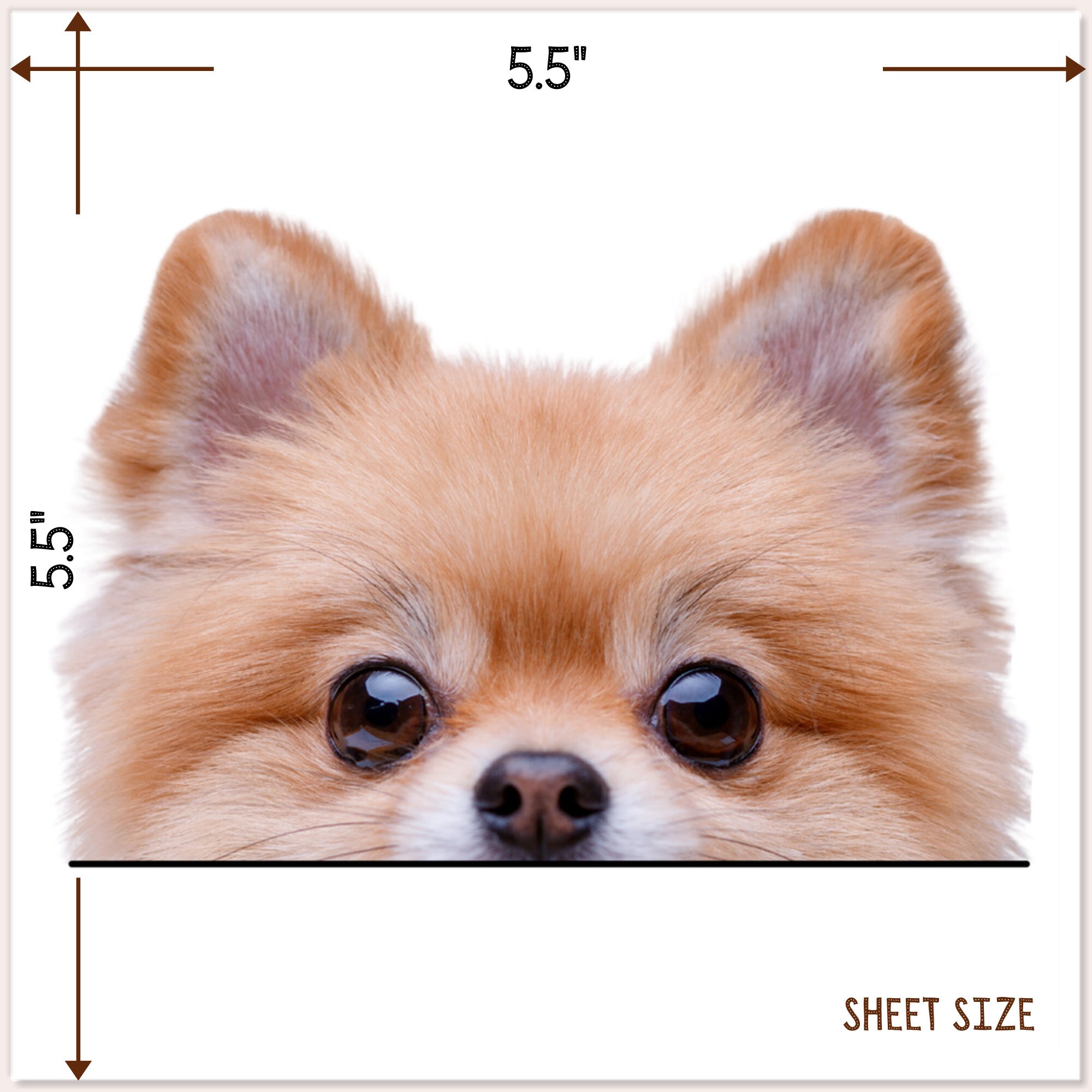 Apricot pomeranian cheap