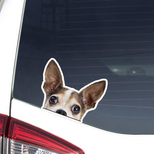 Chihuahua Car Decal Sticker / Peeking Realistic Sable & White Dog Head Face / Vinyl Waterproof Removable Outdoor / Bumper Window