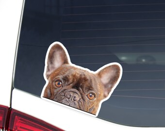 Brindle French Bulldog Car Decal, Curious Frenchie Sticker, Multi Size Window Cling Gift