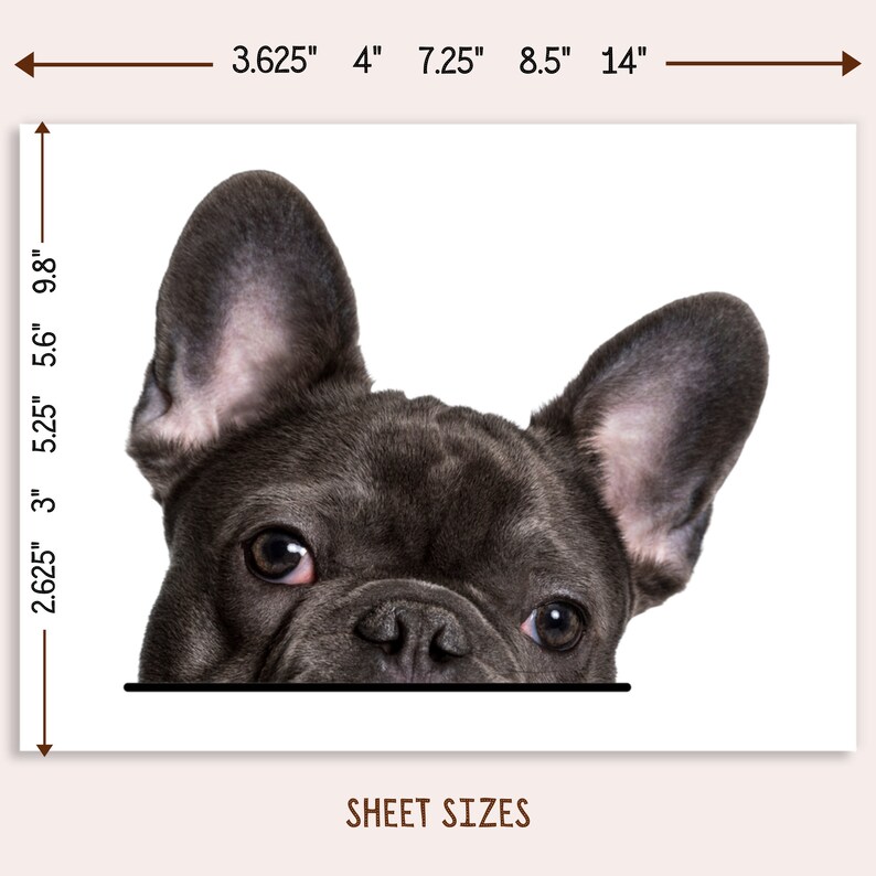 May include: A close-up of a French Bulldog's face, with dark gray fur and large, upright ears. The dog's eyes are visible, and the image is set against a white background. The text "SHEET SIZES" is at the bottom.