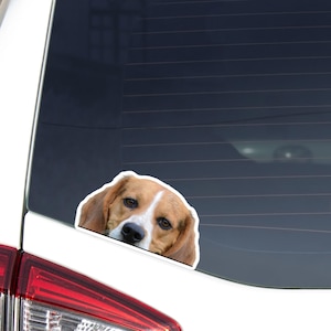 Peeking Beagle Car Sticker Decal / Kawaii Beagle Dog Head Waterproof Vinyl Window Bumper Laptop / Realistic Face Outdoor Removable Car Decal